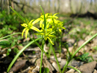 Closeup of Gagea lutea, or yellow star-of-Bethlehem, blooming in spring forest