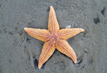 Stranded dead Common Starfish, laying on a sandy beach