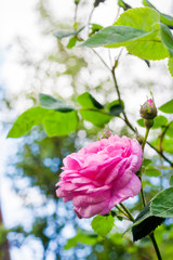 Rosa Centifolia (Rose des Peintres) flower closeup on green garden background