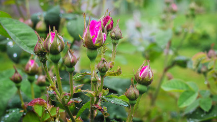 Obraz na płótnie Canvas Rose bush with pink buds after rain_