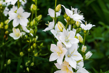 Obraz na płótnie Canvas White decorative flowers in the garden on a dark green background_