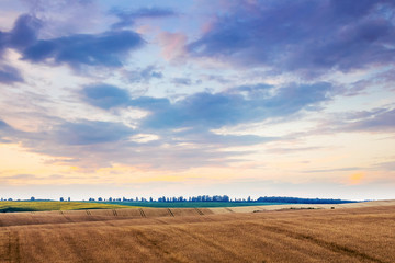 Wheat field and picturesque sky in the morning at sunrise_
