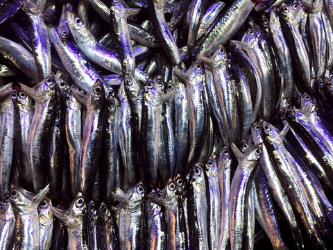Anchovy fish - Turkish hamsi in fish market