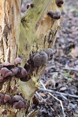 Wood-ears on Elderberry