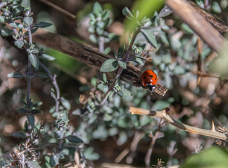 Panorama   French Riviera