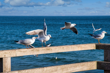 Fototapeta na wymiar Seagulls on the sea-bridge of Rügen-Binz, Germany