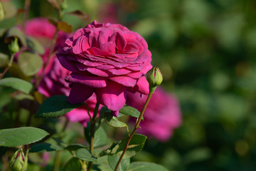 Natural bouquet of rose bushes growing in the garden. Multi-colored roses blooming in the natural environment. Beautiful flowering plant.