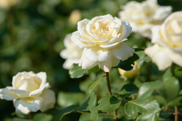 Natural bouquet of rose bushes growing in the garden. Multi-colored roses blooming in the natural environment. Beautiful flowering plant.