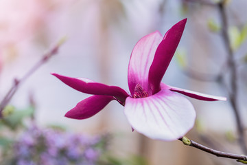 Blossoming beautiful gentle magnolia flower, macro, daylight