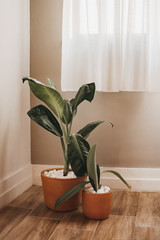 plant in a room