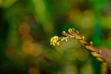 Close up fiddlehead Fern with blurred green leaves background.
