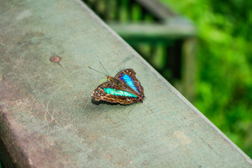 Schmetterling fotografiert in Iguazu © Manuela