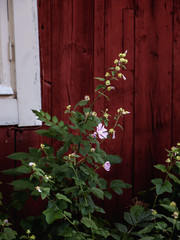 Fototapeta na wymiar Flower and greenery against rustic red wall