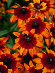 Bee on bright orange flowers