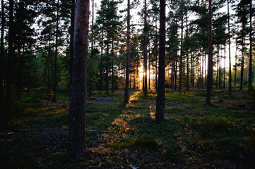 Obraz premium Evening light in forest