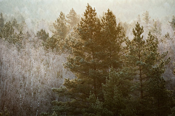 Fototapeta na wymiar Frosty trees in forest during cold winter morning sunrise, captured in close up