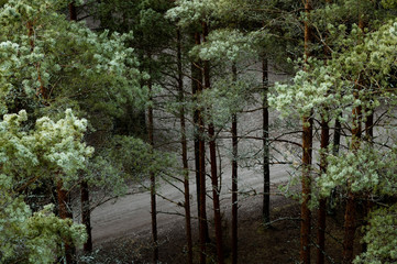 Frosty trees in forest during cold winter morning sunrise, captured in close up