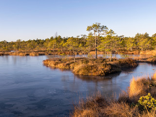 beautiful bog landscape at sunrise