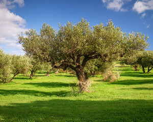 Olive grove during the olive harvest season in Greece, Crete, December