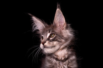 Fototapeta na wymiar Adorable cute maine coon kitten on black background in studio, isolated.