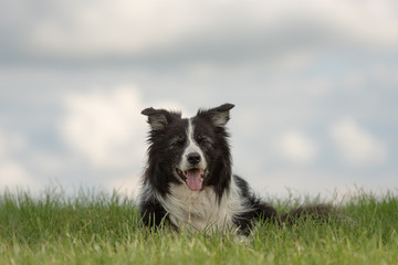 Fototapeta premium Old beautiful border collie dog is lying on the ground on a green meadow in front of a blue sky background