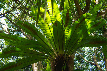 Bird's nest fern or asplenium nidus green plant on tree