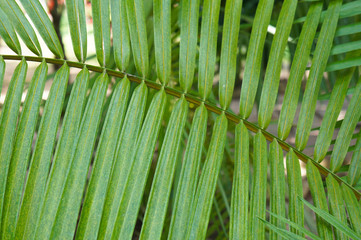 Leaves of tropical green palm background