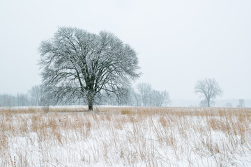 Winter landscape of tall grass prairie and snow flocked trees, Fort Custer State Park, Michigan, USA - Powered by Adobe