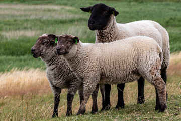 Dutch sheep in spring season.