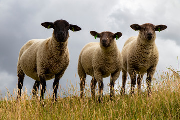 Fototapeta premium Dutch sheep in spring season.