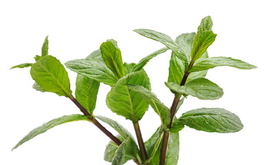 Obraz premium Leaves of green mint.