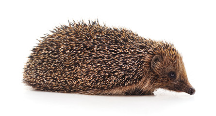 One hedgehog isolated.