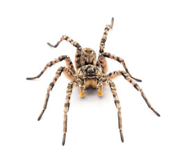 Spider on a rock.