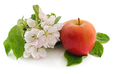 Flower of apple and apple.