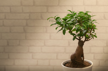 Ginseng Bonsai Tree in front of white brick wall