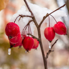 Red berries in the snow. The fruit of the Apple tree (malus floribunda) covered with snow in winter season