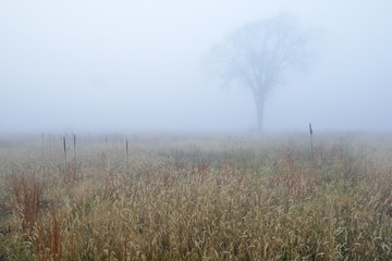 Obraz premium Autumn landscape of tall grass prairie in fog, Fort Custer State Park, Michigan, USA