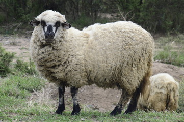 Oveja, mirando a la cámara
