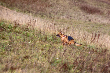 Dog breed German Shepherd running on the field in autumn. Coursing