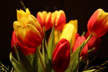blooming tulips (tulipa) isolated with red and yellow blossoms
