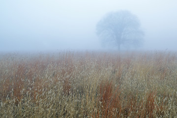 Obraz na płótnie Canvas Autumn landscape of tall grass prairie in fog, Fort Custer State Park, Michigan, USA