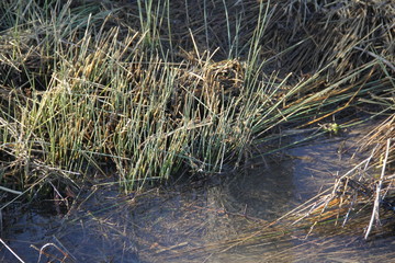 Puddles water surface in the meadow