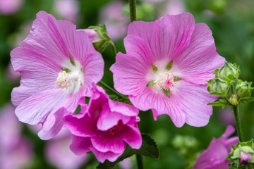 Fototapeta na wymiar Pink flower of Alcea in garden