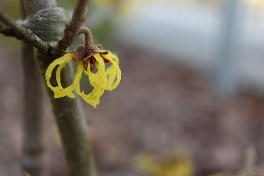rare yellow witch hazel (hamamelis) is blooming in winter months