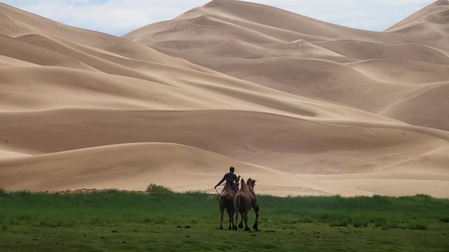 Mongolian man training camels near the sand dunes of the Gobi desert, 4k