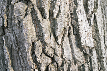 gray bark of an old tree for background