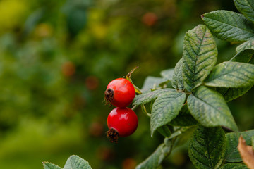 The red berries of rose hips on the Bush.