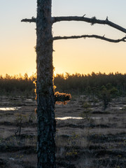 mire pine fragments on a blurred background