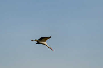 White stork flying in a clear sky. Ciconia Ciconia.