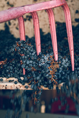 processing wine grapes